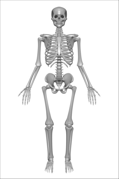 human-skeleton-1158318-1920.png